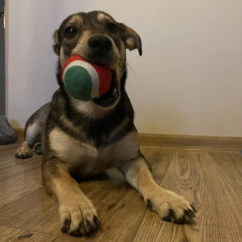 Purlov vánoční dárek pro psa - sada hraček